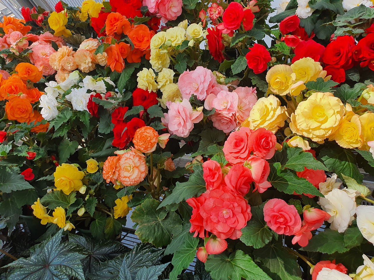 Bégonias samba