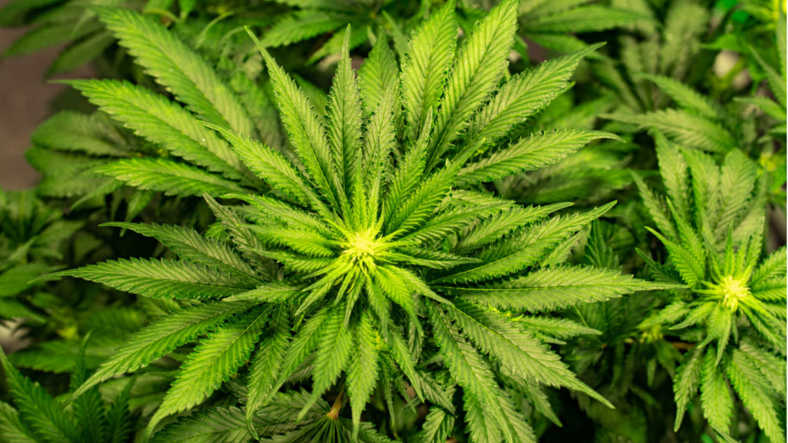 Bienfaits des fleurs de CBD
