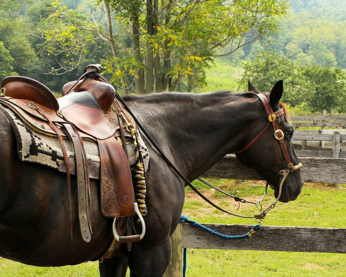 Selle de cheval