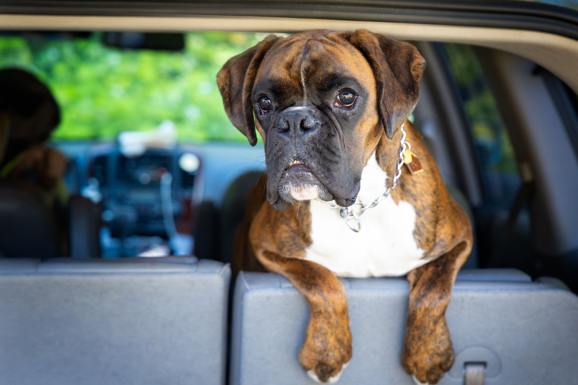 caractéristiques chien boxer