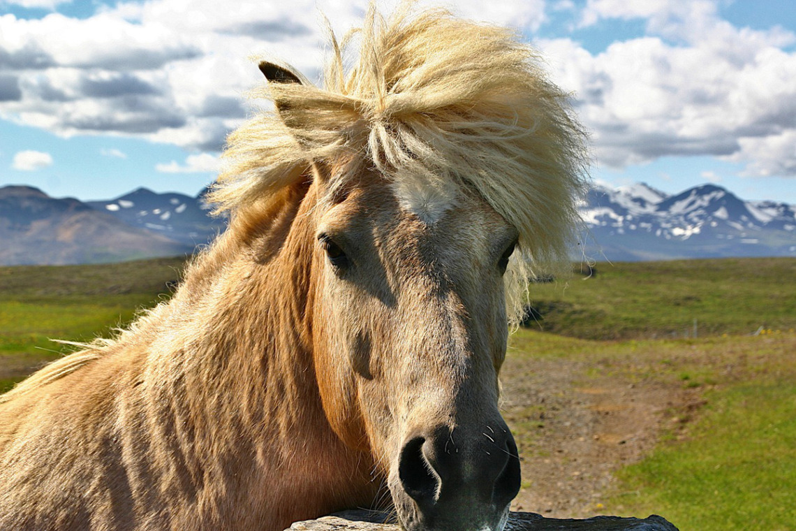 animaux sauvages d'Islande