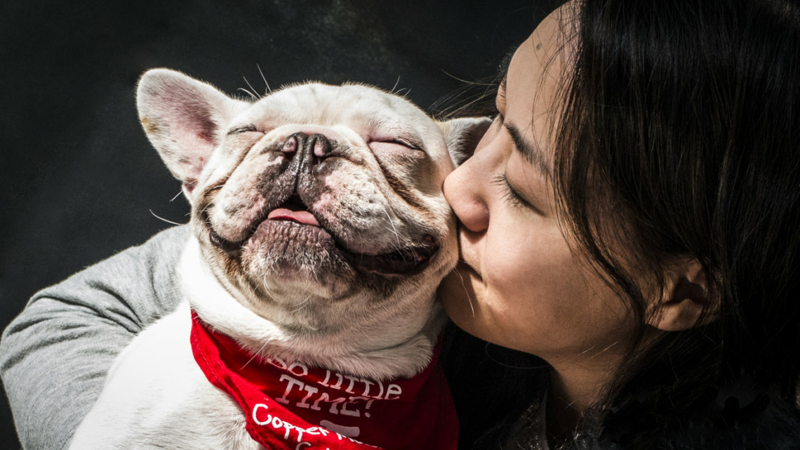 assurance pour chien