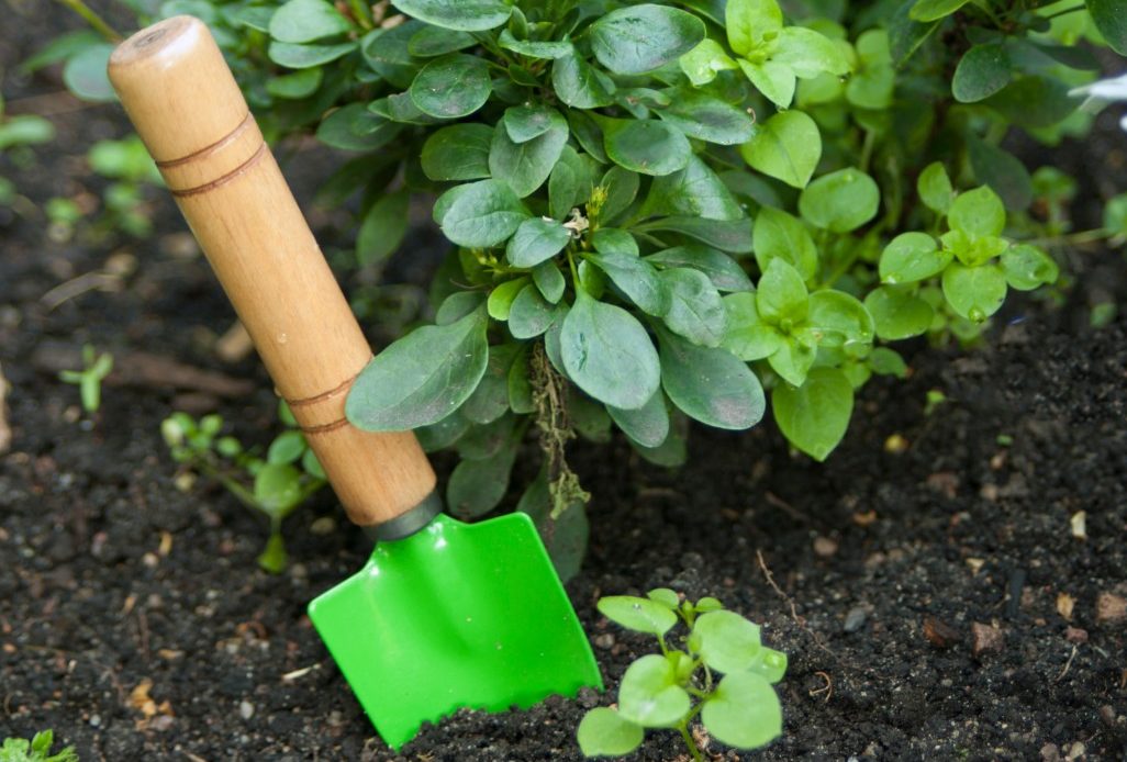 cadeaux de jardinage