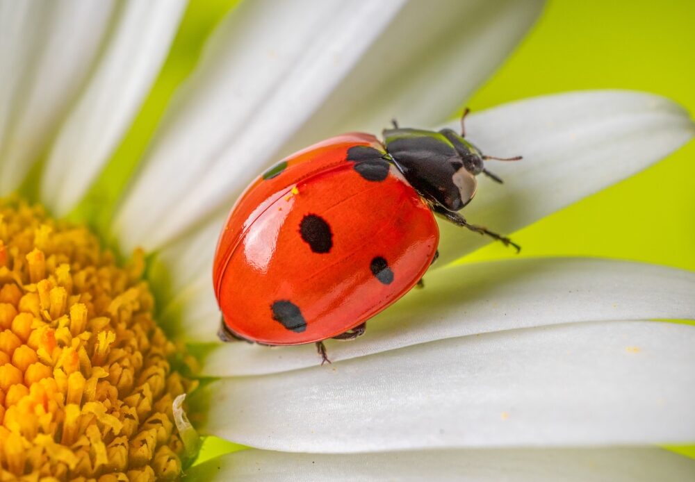 coccinelles