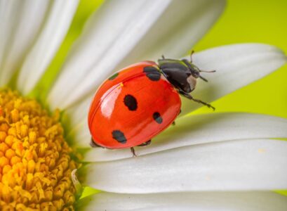 coccinelles