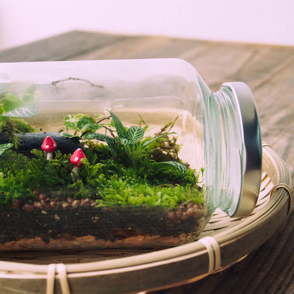 terrarium