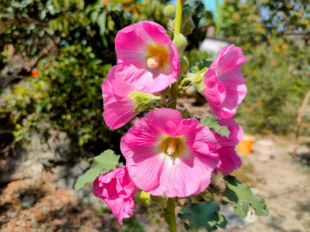 cultiver de la rose trémière