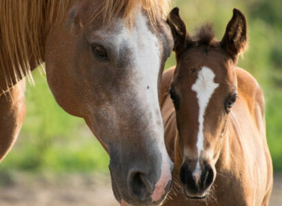 De quel fourrage mon cheval a-t-il besoin ?