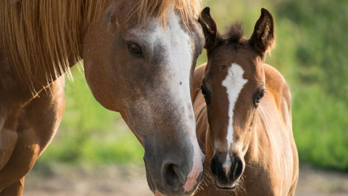 De quel fourrage mon cheval a-t-il besoin ?