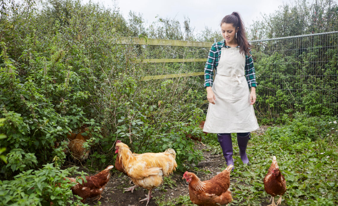 élever poules