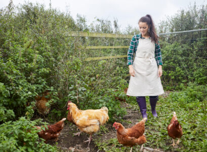 élever poules