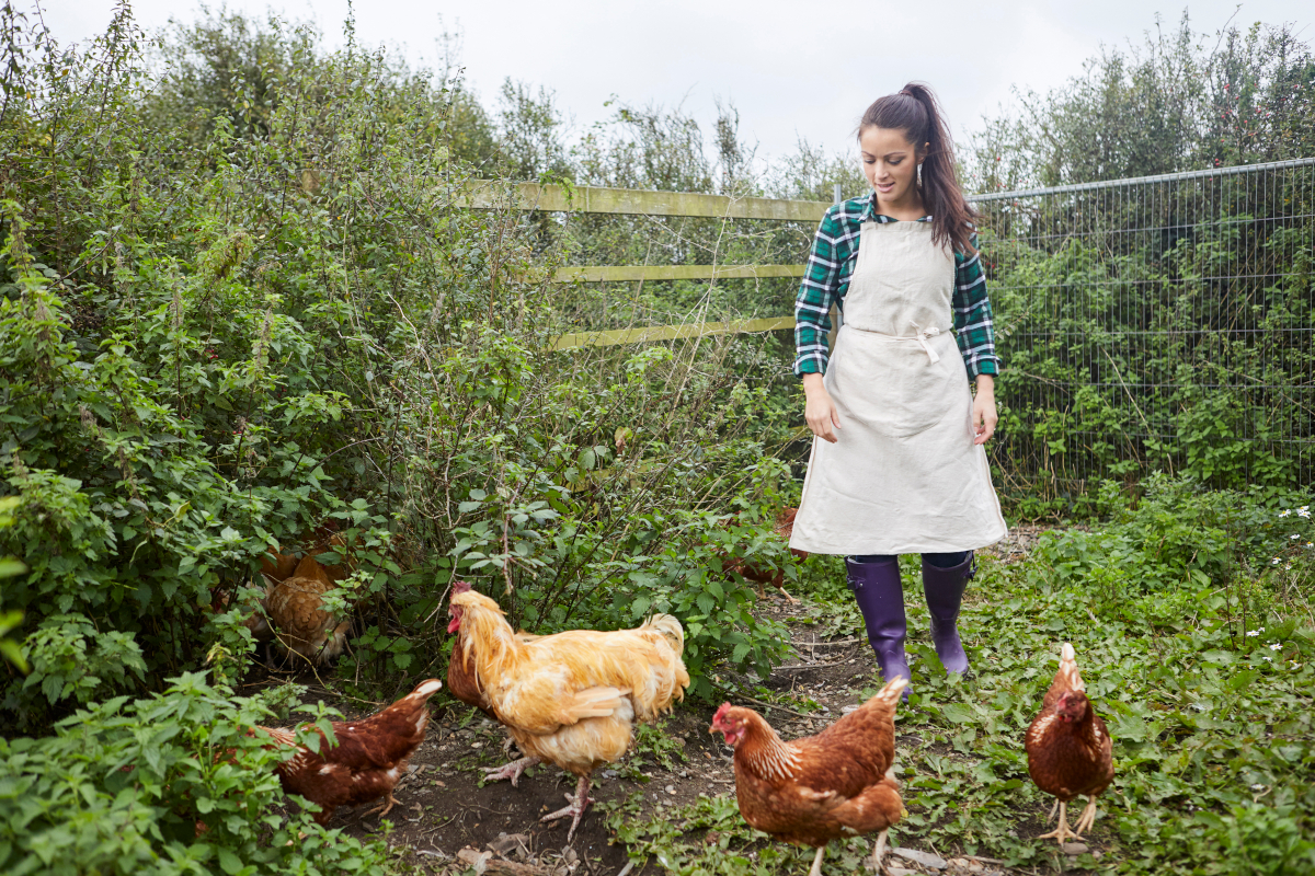 élever poules