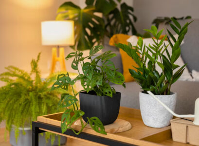 entretenir plantes exotiques