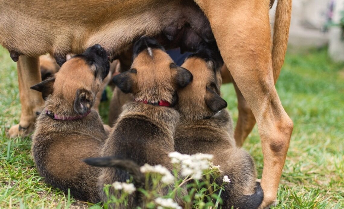 gestation chien