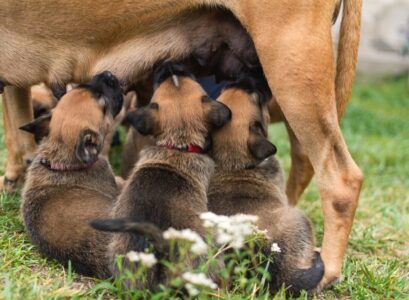 gestation chien