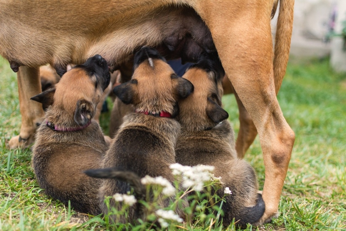 gestation chien