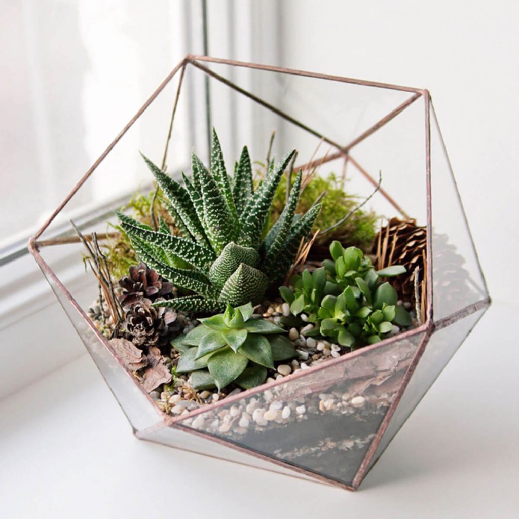 terrarium