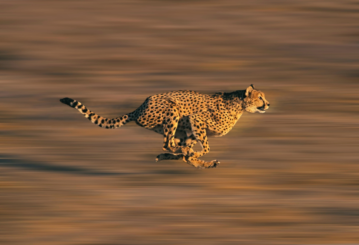guépard