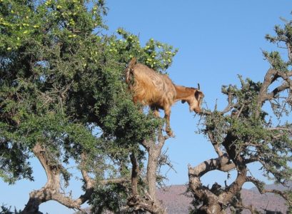 Huile d'argan du Maroc