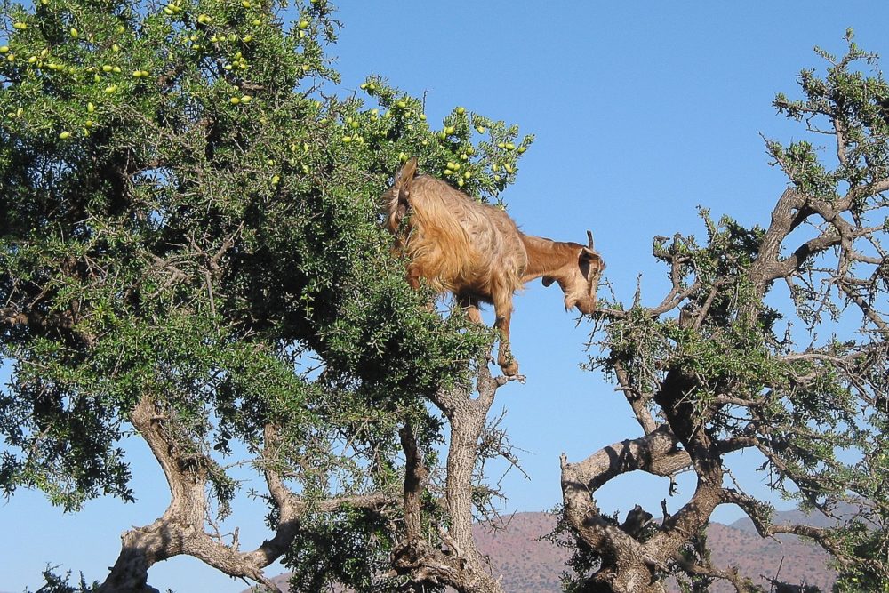 Huile d'argan du Maroc