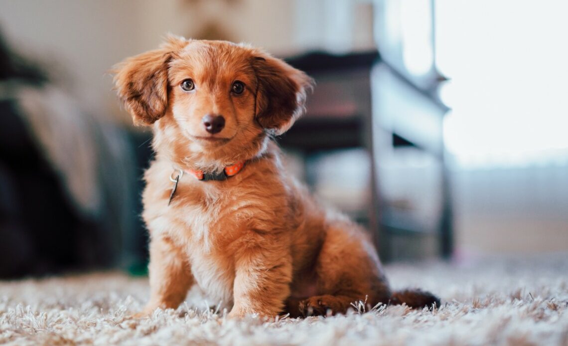 idée assurance pour chien