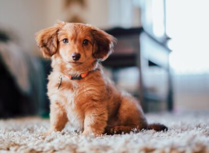 idée assurance pour chien