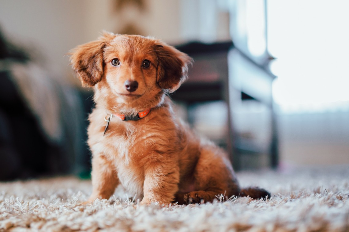 idée assurance pour chien