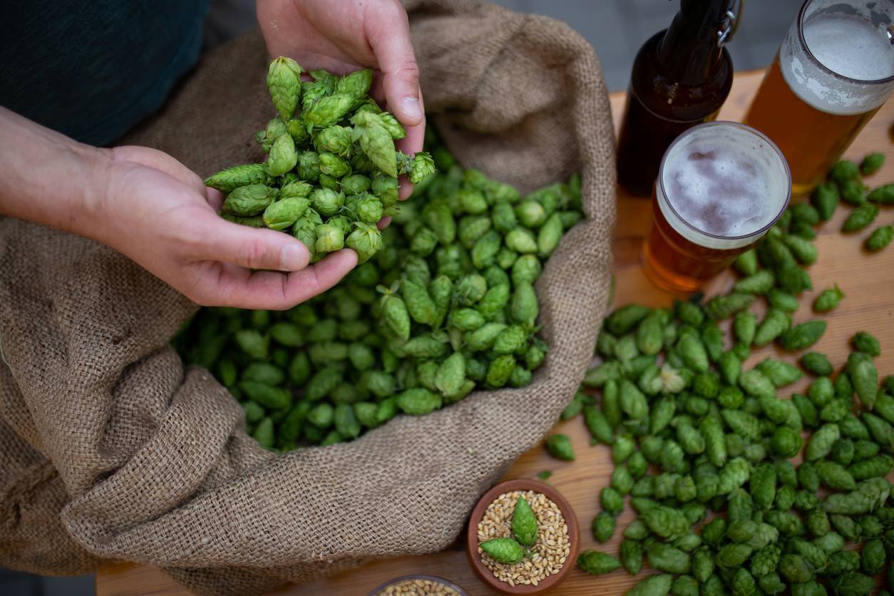 kit fabriquer boisson fermentation brasserie maison acides tests goût