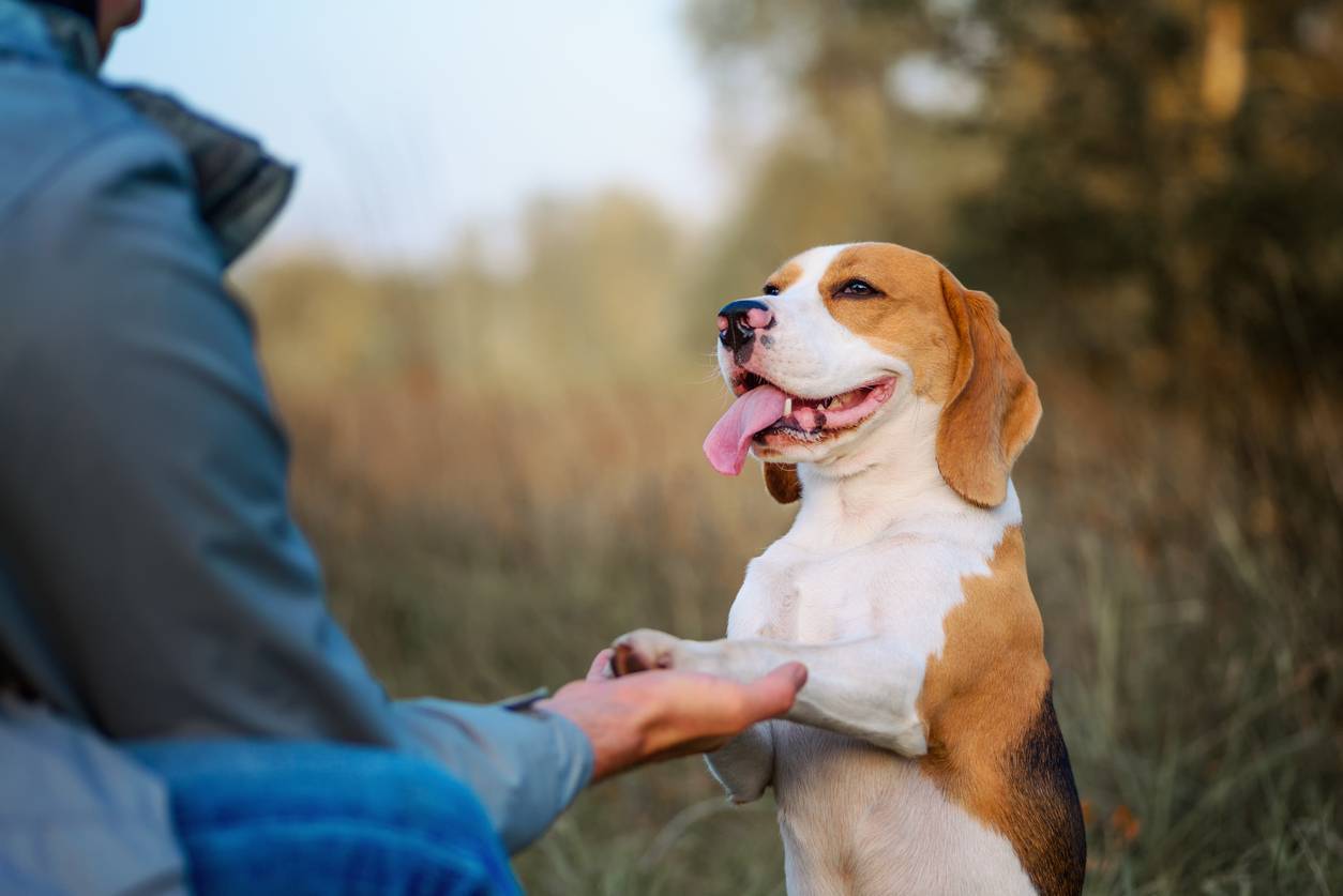 dressage chien agresif