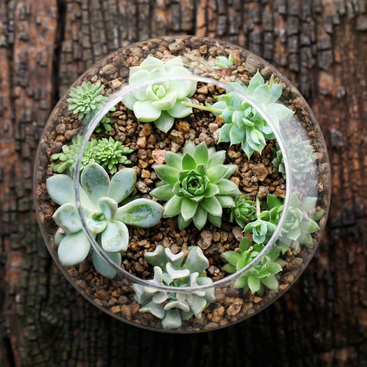 terrarium