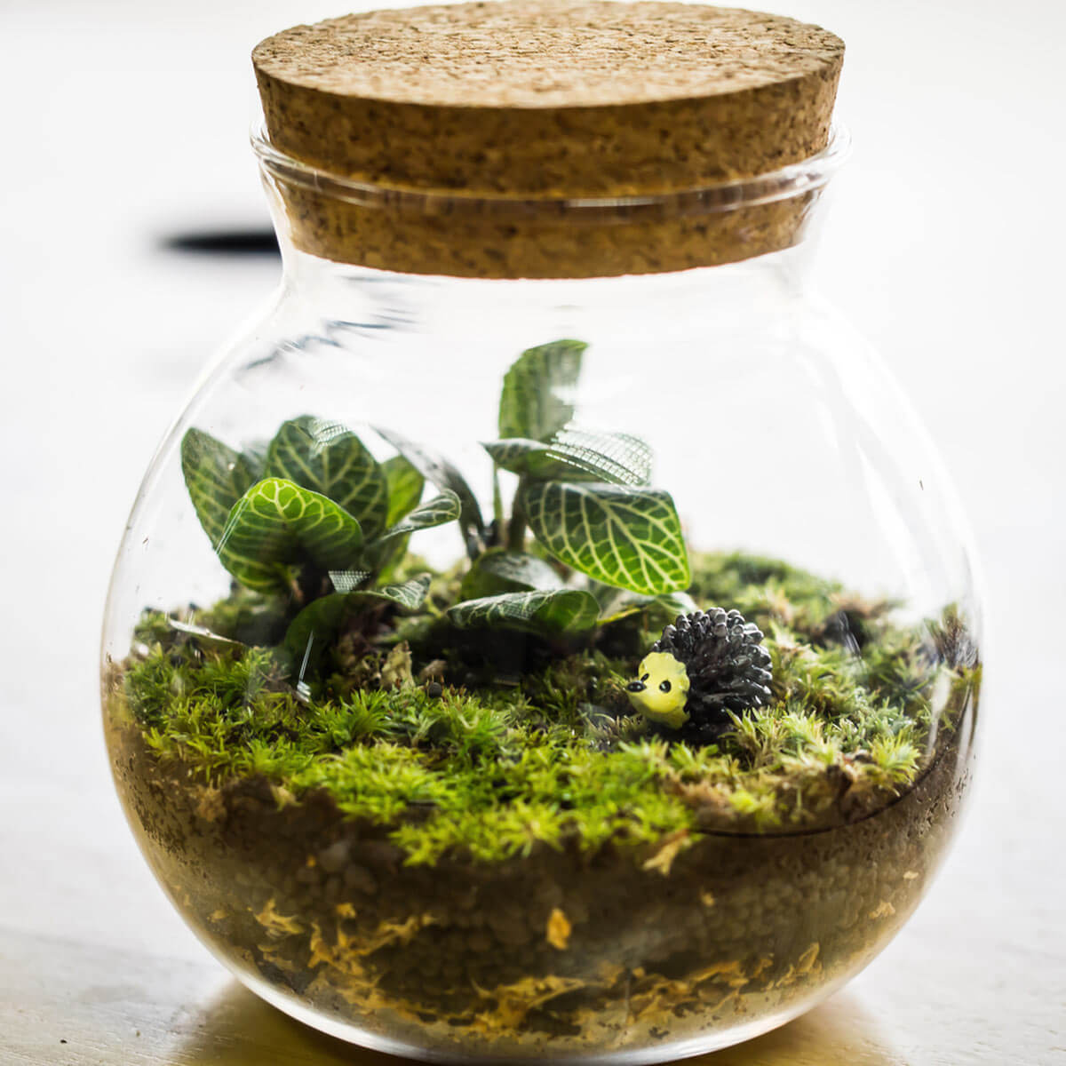 terrarium