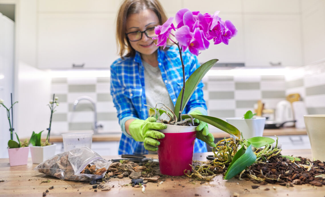 orchide artificiel