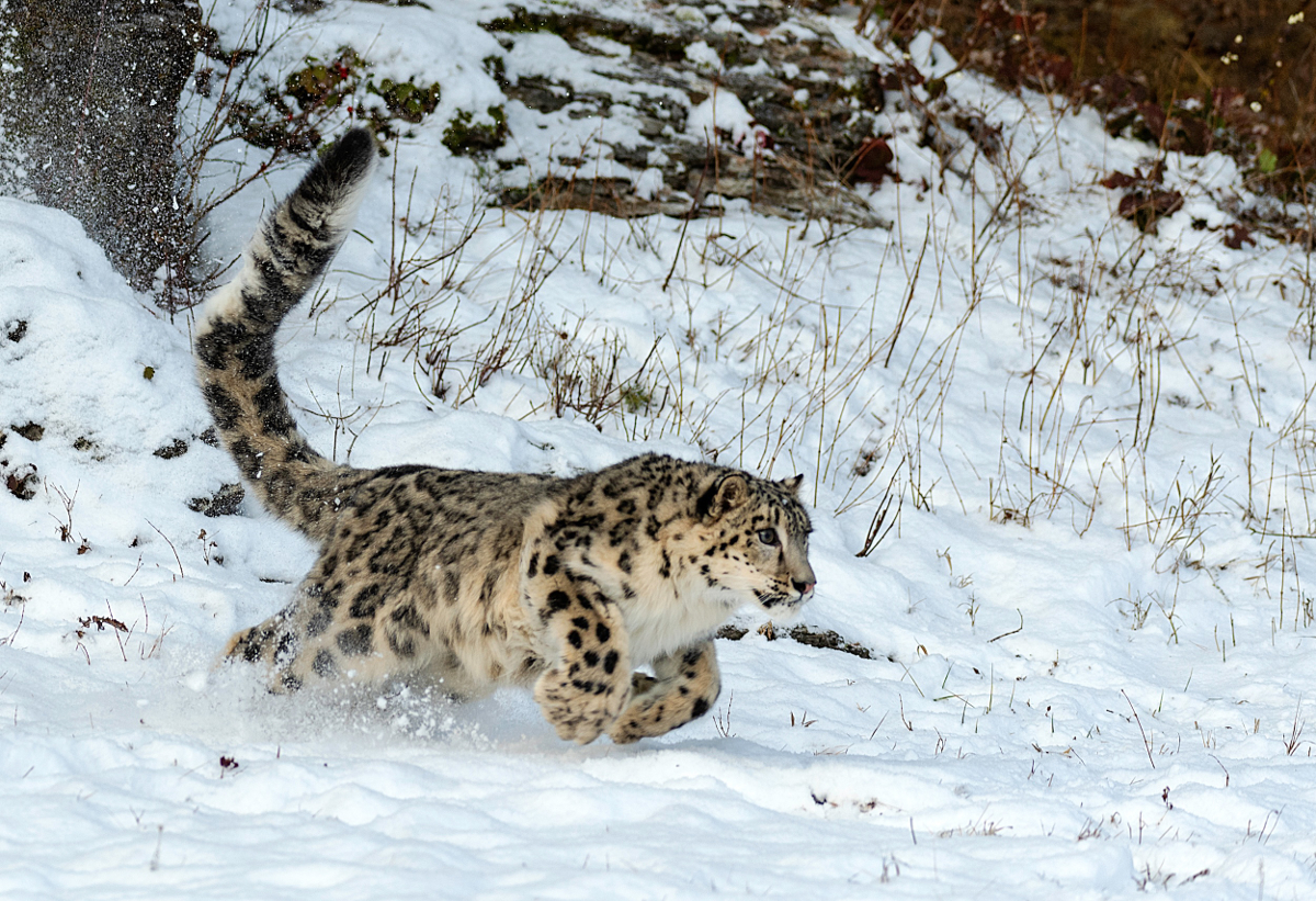panthere des neiges