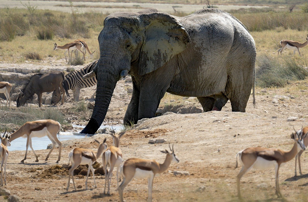 parc animalier lyon