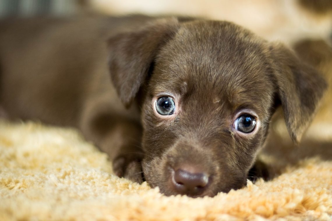 petit chien