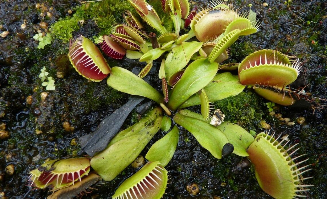 plante carnivore