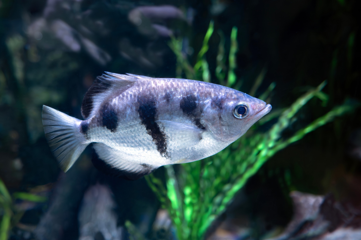 poisson archer