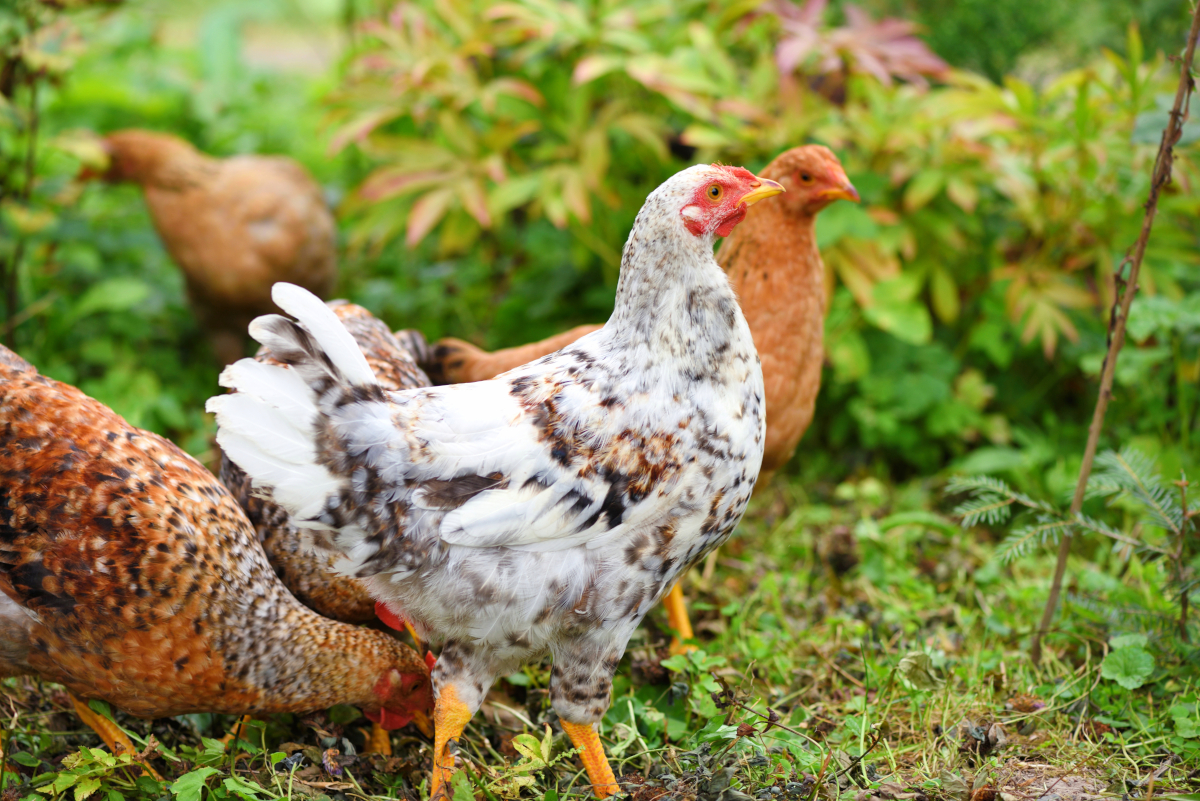 poules jardin