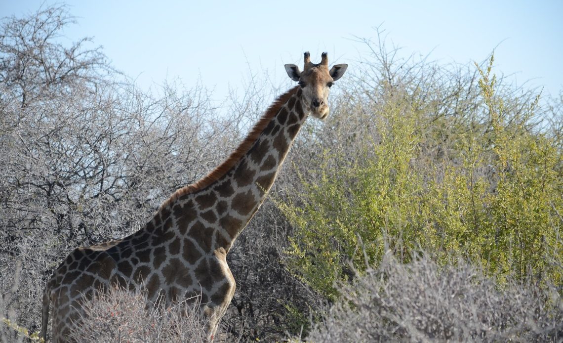 vacances en Namibie