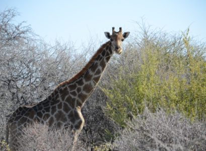 vacances en Namibie