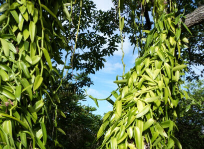 vanille de Madagascar