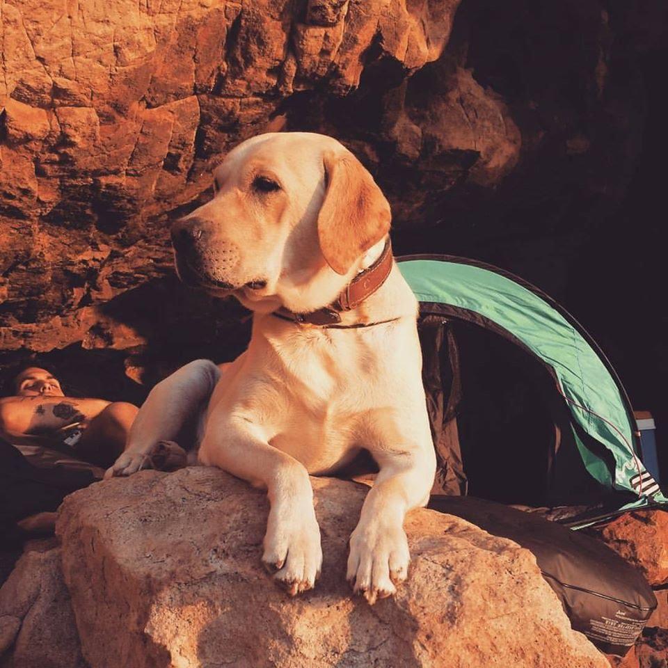 vers et chien