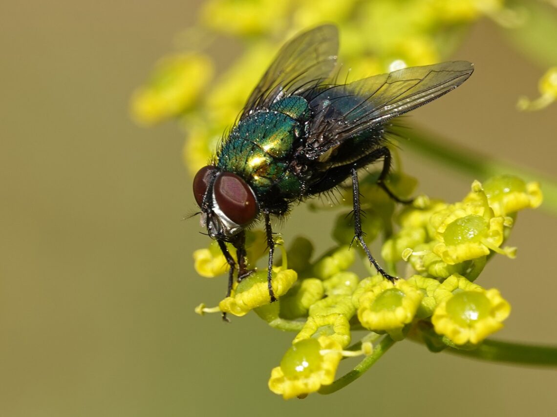 vie mouche